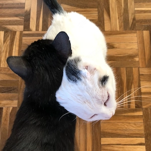 Rony & Fiona - ein unzertrennliches Herz sucht ein gemeinsames Zuhause