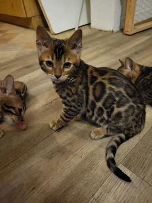 Bengal kitten 