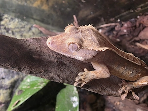 Kronengeckos NZ 25 Correlophus ciliatus 