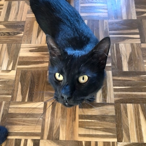 Rony & Fiona - ein unzertrennliches Herz sucht ein gemeinsames Zuhause