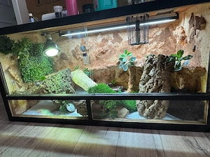 0.1 hypo Red Bartagame 