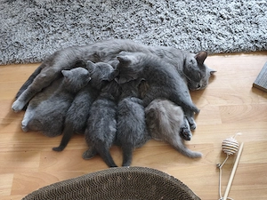 Kitten Britisch Kurzhaar BKH