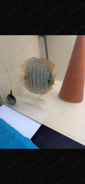 Diskus Zuchtpaar Fische 