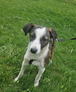 Suraya, 6 Monate, wird ca 50 cm