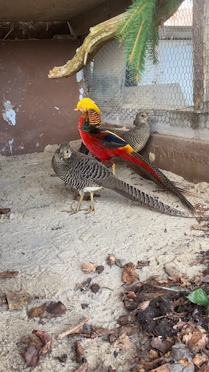 Bruteier Golfasan Goldfasanbruteier