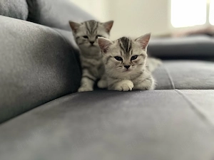 Süßes Kitten (geb. 26.02.2026)   Abgabe ab Ende Mai   sucht Zuhause   