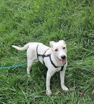 Lucy, 5 Monate, wird ca. 50 cm, lieb, verspielt