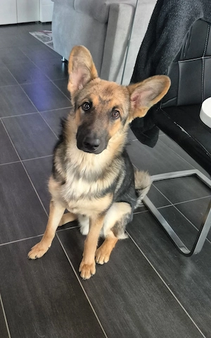 Ares   voller Energie und Herz auf der Suche nach seinem Team