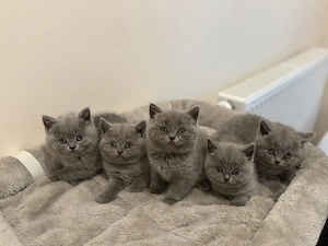 bkh kitten britisch kurzhaar reinrassig