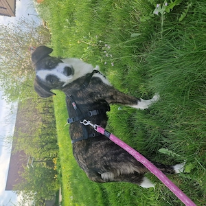 Welpe Tom, 6 Monate, wird ca. 50 cm