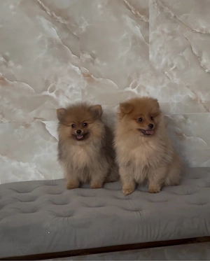 pomeranian zwergspitz welpen  jungs