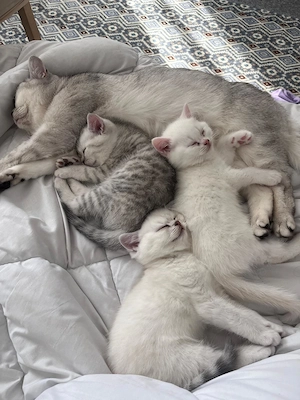 Wunderschöne BKH Kitten suchen ein liebevolles Zuhause 