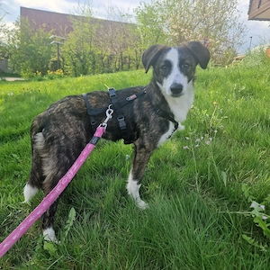 Welpe Tom, 6 Monate, wird ca. 50 cm