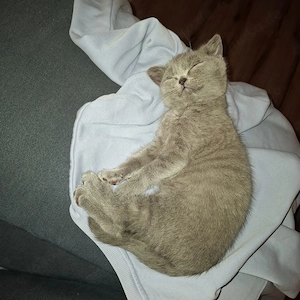Reinrassige BKH Kitten suchen liebevolles zu Hause 