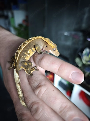 Kronengecko von letztem Jahr 