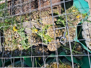 Griechische Landschildkröten zu verkaufen