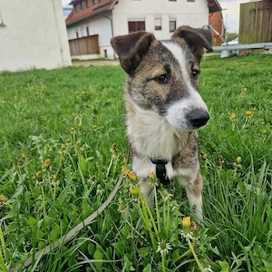 Welpe Jacky, 6 Monate, wird ca. 50 cm