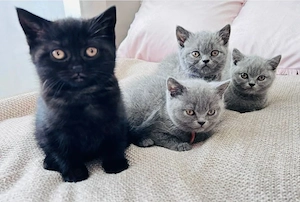 Reinrassige BKH Kitten suchen liebevolles zu Hause 