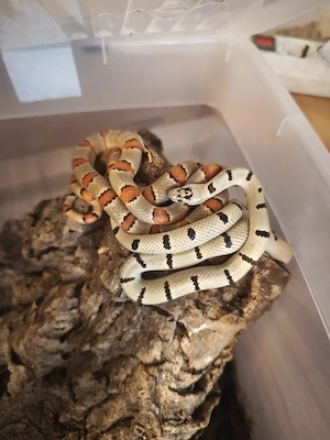 2 Königsnattern 0.1 