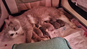 5 kleine BKH-Kitten sind geboren. Abgabebereit ca. zum 20.6.26