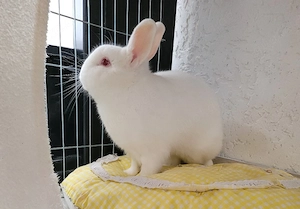 DRINGEND ramller zum abgeben 