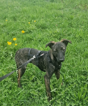 Hailey, 6 Monate wird ca. 50 cm, super als Zweithund