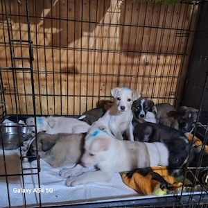 Welpenrüde 273743 möchte gern die Welt erobern - Vielleicht mit DIR?