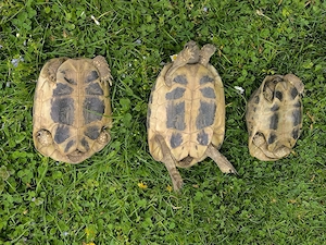 1.2 griechische Landschildkröten Zuchtpaar  Bild 2