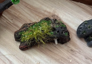 Kleintier Einrichtung & Deko für Terrarium Nager