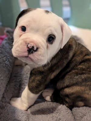 Old English   Englisch Bulldog Welpen Rüde 
