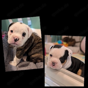 Old English Englisch Bulldog Welpen 
