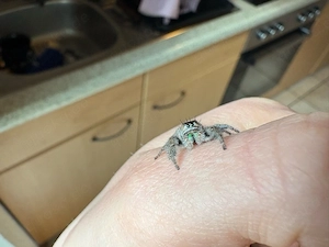 Springspinne phiddipus bidentatus maya