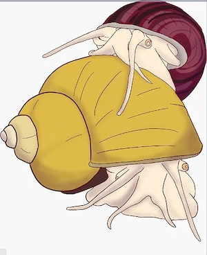 Suche Apfelschnecken!!! Keine Pflanzenfresser!!! Standard  alle Farben wenn möglich Rein oder Gelege