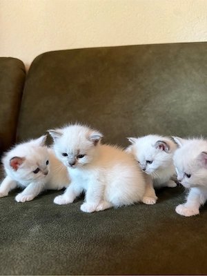 BKH- Ragdoll Katzenbabys Kitten mit blauen Augen