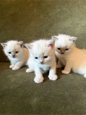 4 BKH- Ragdoll Katzenbabys Kitten mit blauen Augen