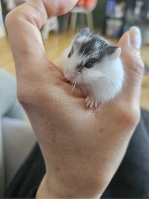 Campbell Zwerghamster