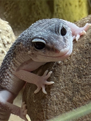 Leopardgecko Weibchen 
