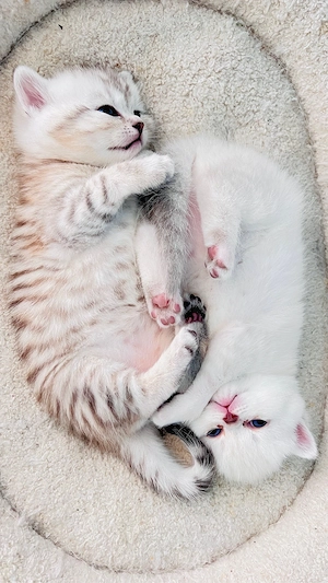 Reinrassige BKH Kitten, Kätzchen. Abgabe ab 18.06.2026