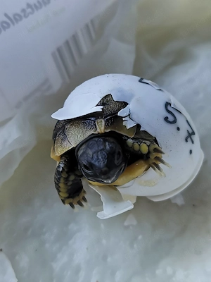 Griechische Landschildkröten THB aus 2025 abzugeben 
