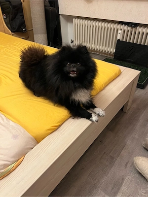 Pomeranian Spitz , Dior  sucht neues zuhause 