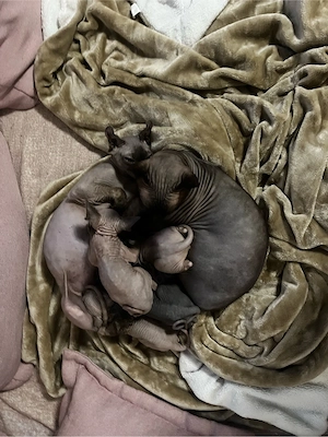 süße elfen sphynx zu verkaufen.