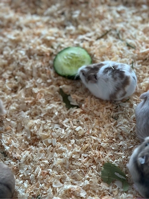 Campbell Zwerhamster Gruppe