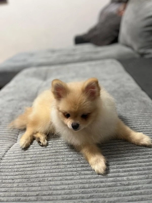 Zwergspitz (Pomeranian) Welpe zu verkaufen   Weibchen, 5 Monate