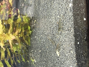 Amanogarnelen (Caridina multidentata) Echte deutsche Nachzucht