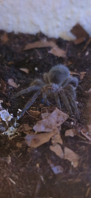 grammostola pulchra 