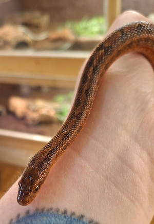 1.1 Elaphe Dione   Wladiwostock  Rainer Fesser 