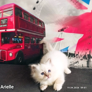 Heilige Birma kitten mit Stammbaum sucht Kuschelplatz 