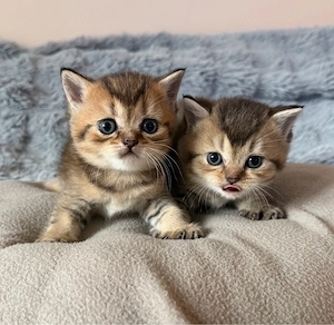 bkh kitten reinrassig golden shaded with blue green eye's