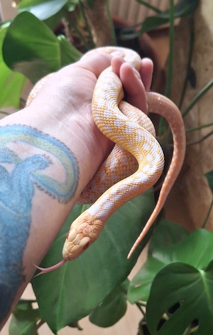 1.0 Pituophis catenifer Annectens het hypo 