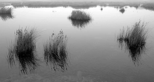 Haus, Wohnung oder Scheune mit Garten gesucht